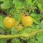 Yellow Everglades Tomato Seeds