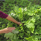 Mini Purple Daikon (Radish) Hybrid Seeds