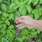 LIVE Plant UC 157 Asparagus