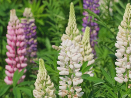 Russell Lupine Flower Seeds