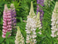Russell Lupine Flower Seeds