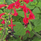 Scarlet Sage Red Perennial Flower Seeds