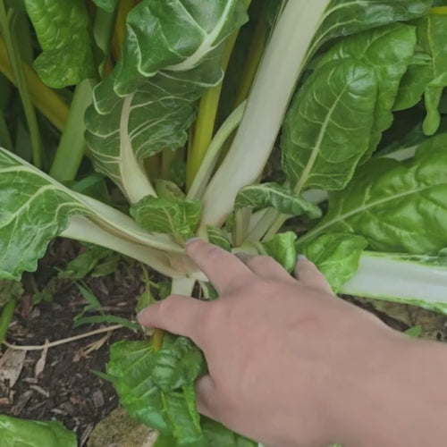 Fordhook Giant Swiss Chard Seeds