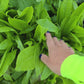 Taiwan Sword Leaf Lettuce Seeds