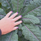 Dazzling Blue Kale Seeds