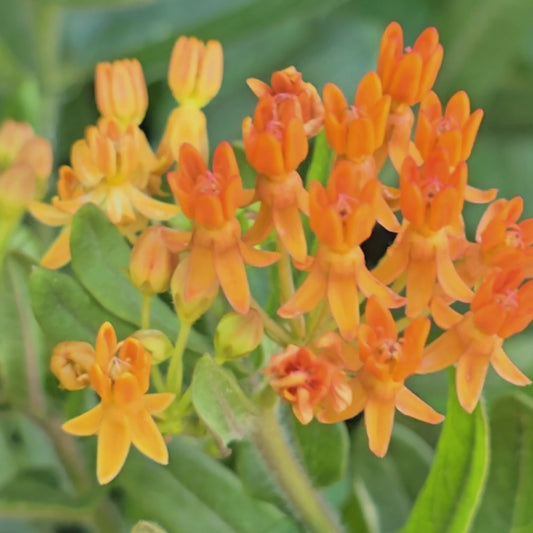 Butterfly Weed (Asclepias tuberosa) Flower Seeds