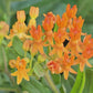 Butterfly Weed (Asclepias tuberosa) Flower Seeds