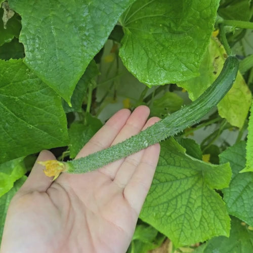 Japanese Long Cucumber Seeds