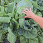 Sensopai Hybrid Cabbage Seeds