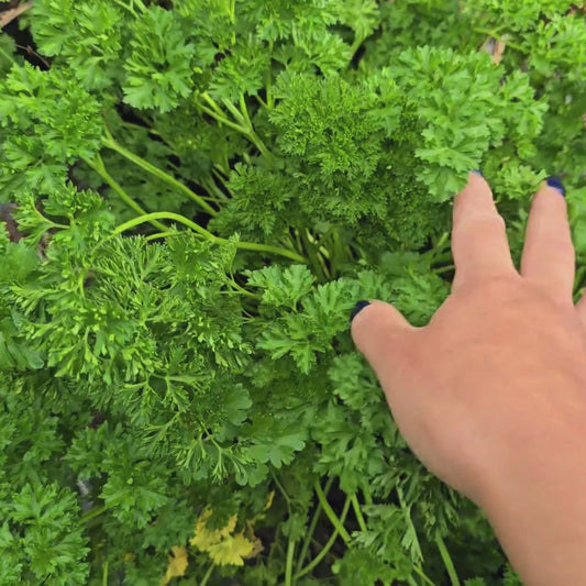 Curly Leaf Parsley Herb Seeds