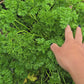 Curly Leaf Parsley Herb Seeds