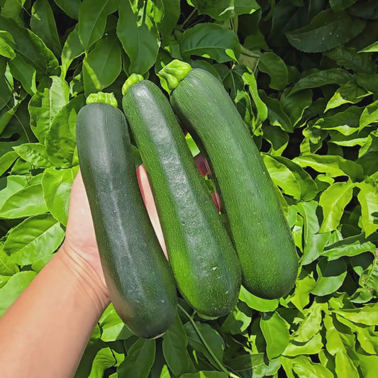 Black Beauty Zucchini Seeds