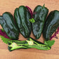 Poblano aka Ancho Chile Pepper Seeds
