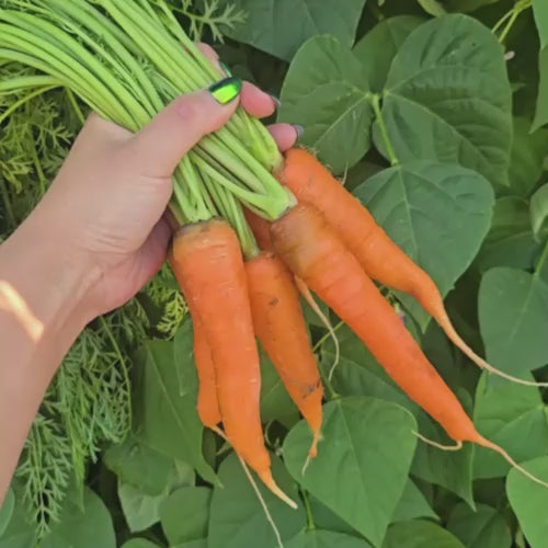 Danvers Carrot Seeds