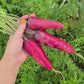 Cosmic Purple Carrot Seeds