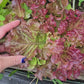 Ruby Red Loose Leaf Lettuce Seeds