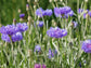 Blue Cornflower aka Bachelors Buttons Mixed Colors Flower Seeds