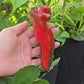 Aconcagua Giant Sweet Pepper Seeds