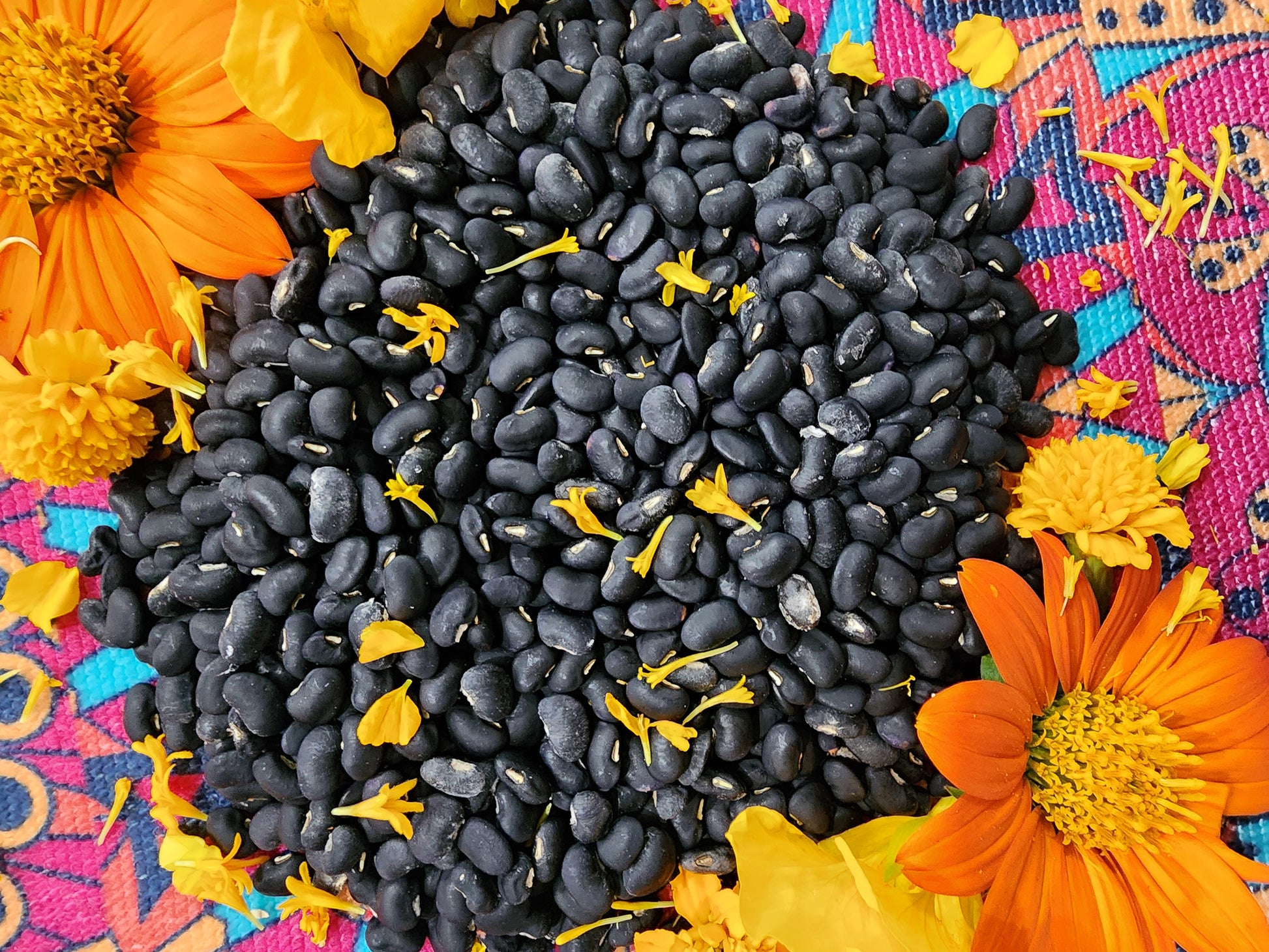 plant beans seeds Puerto Rican Black Beans – Heirloom Vining Shelling Bean – Jerra's Garden