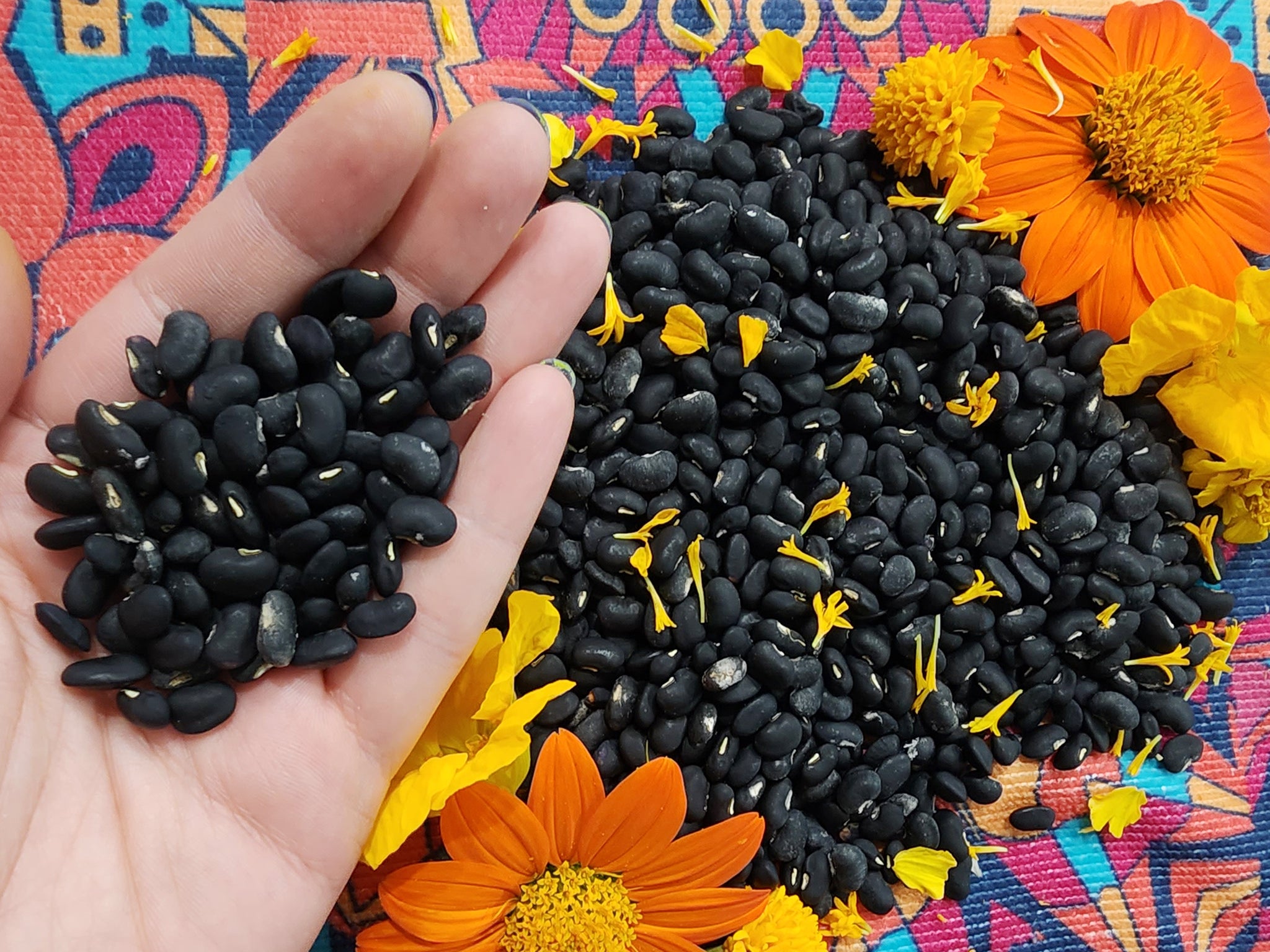 Puerto Rican Black Beans – Heirloom Vining Shelling Bean – Jerra's Garden