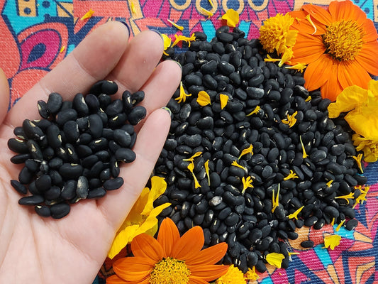 Puerto Rican Black Vining Bean Seeds