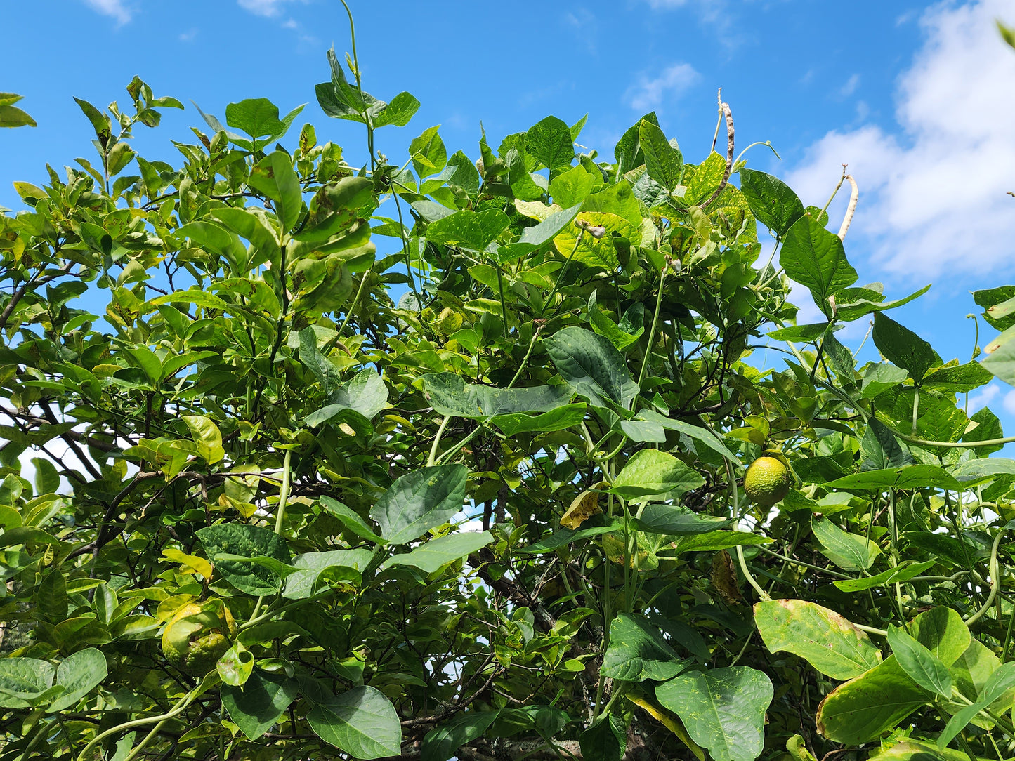 Puerto Rican Black Vining Bean Seeds