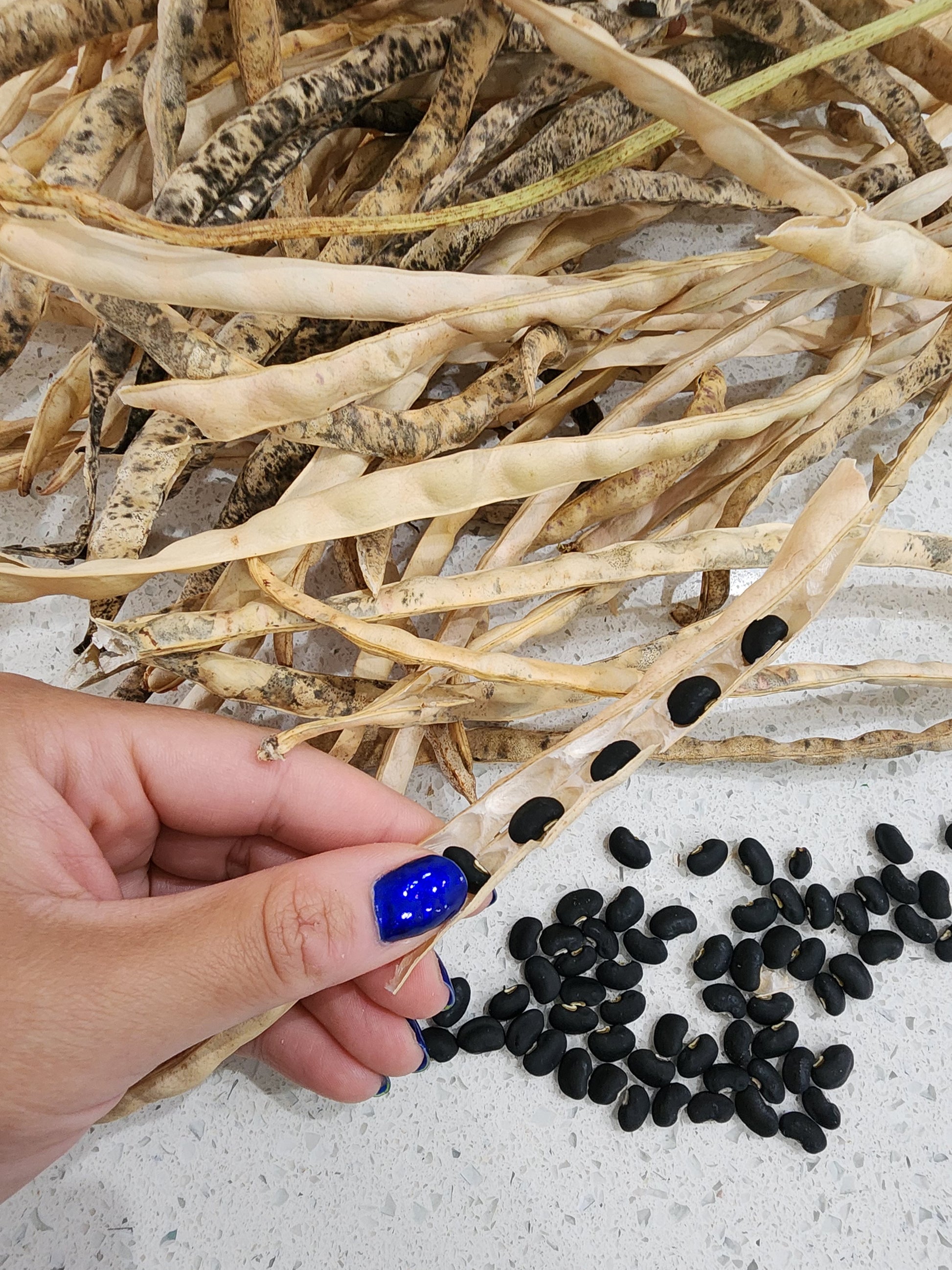 planting black bean seeds Puerto Rican Black Vining Bean Seeds