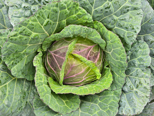 Purple Savoy Cabbage Seeds