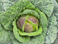 Purple Savoy Cabbage Seeds