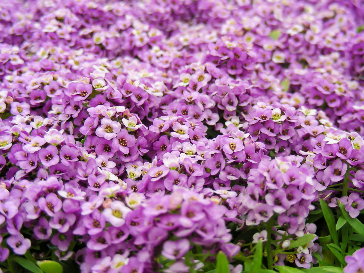 Purple Alyssum Flower Seeds