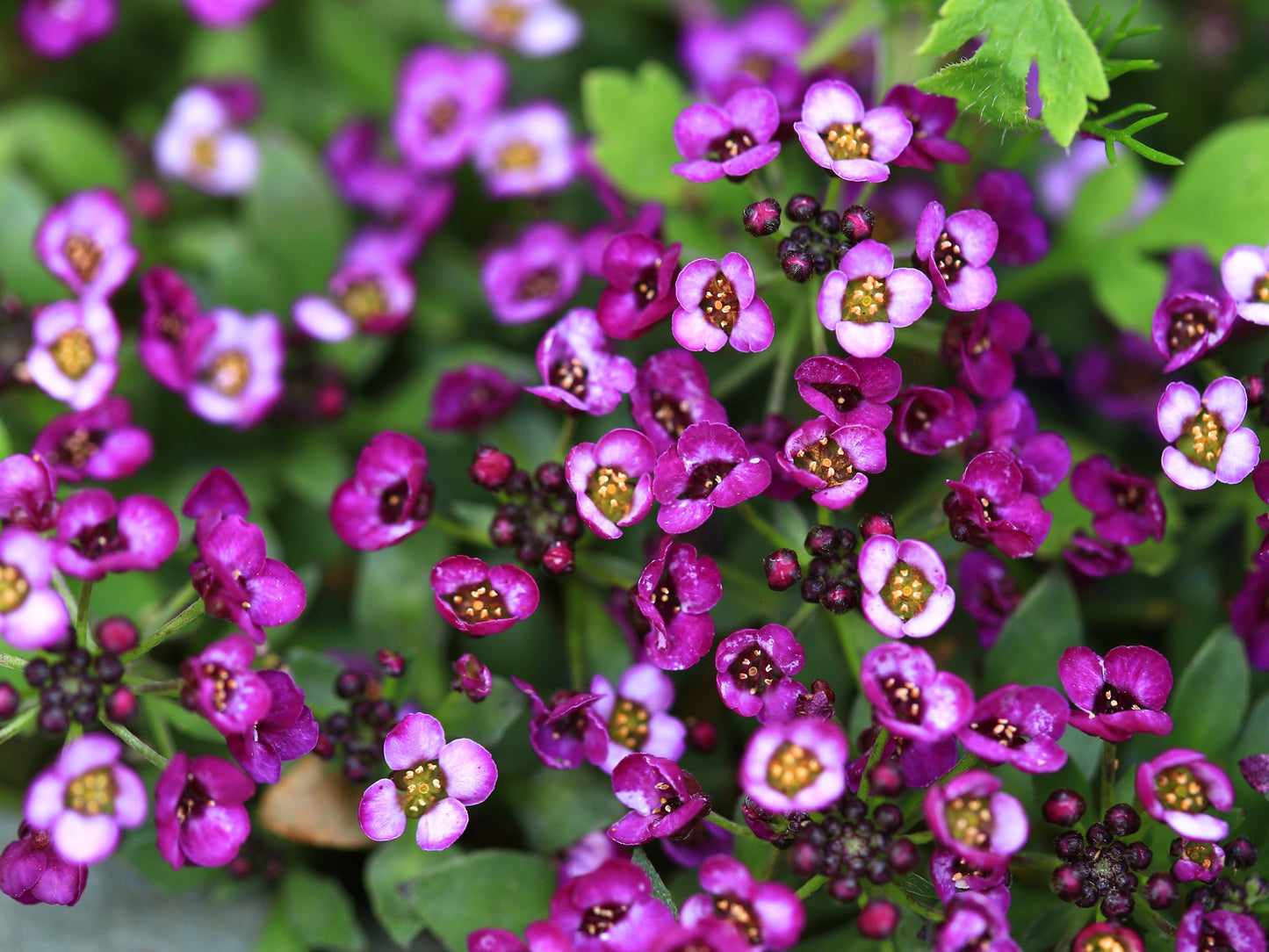 Purple Alyssum Flower Seeds