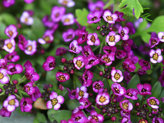Purple Alyssum Flower Seeds