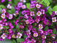 Purple Alyssum Flower Seeds