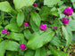 Purple Gomphrena Annual Heirloom Flower Seeds