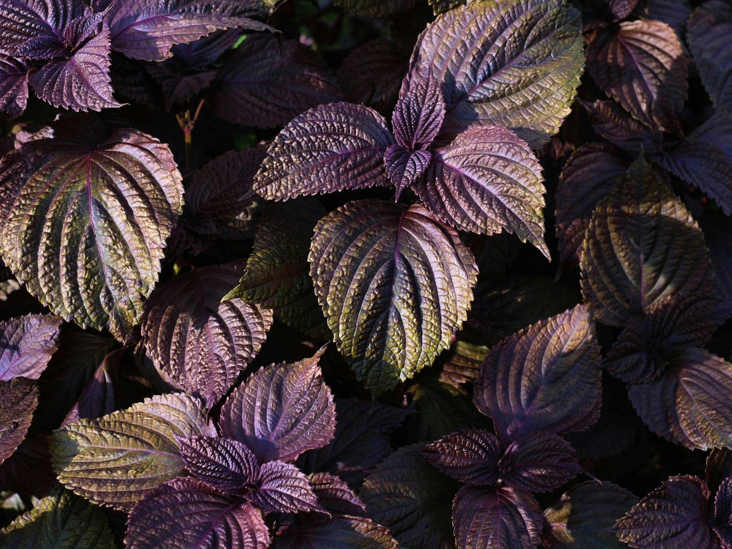 Purple Shiso Perilla Leafy Greens Seeds