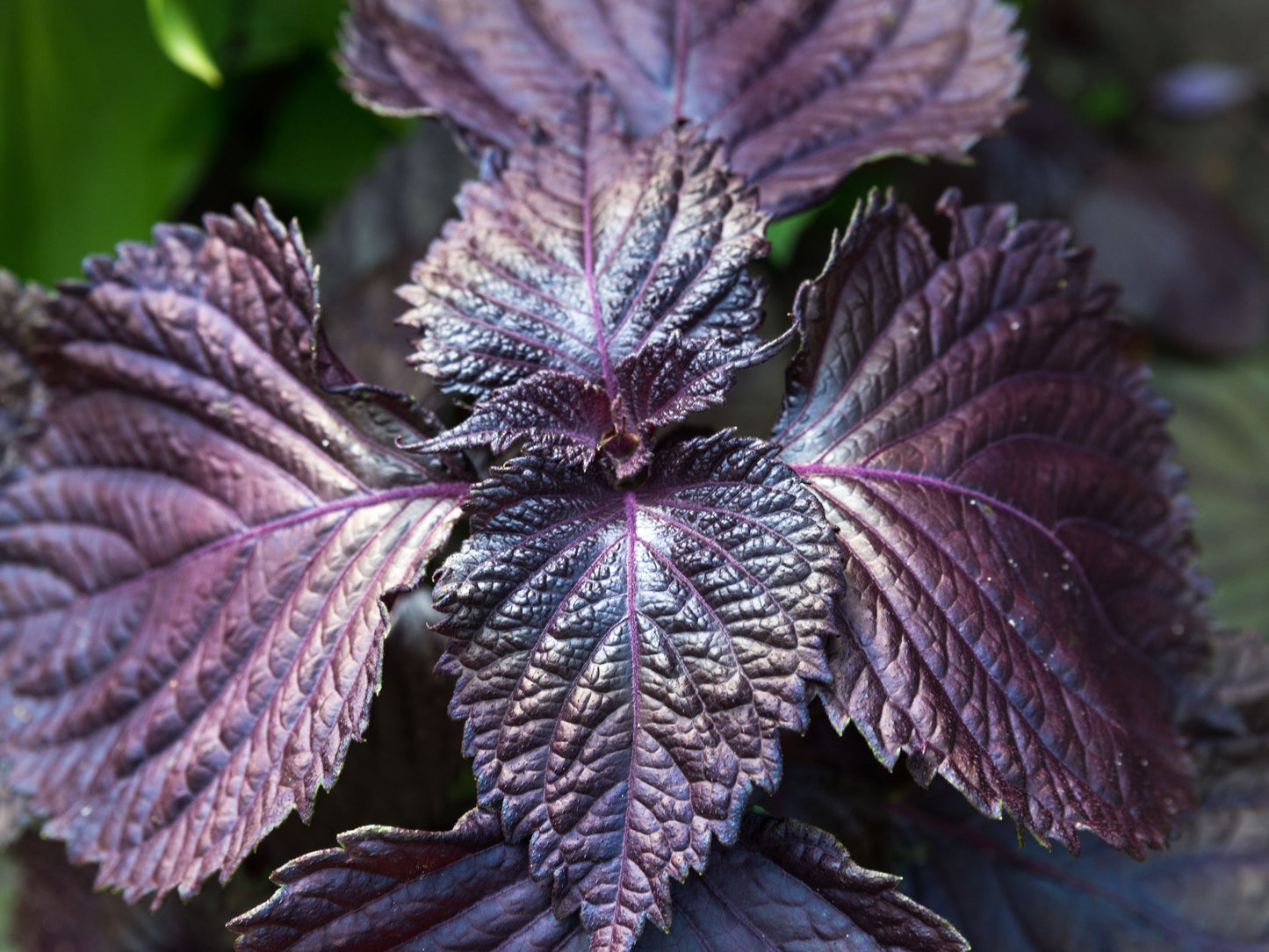 Purple Shiso Perilla Leafy Greens Seeds