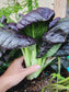 Purple Bok Choy Hybrid Seeds