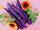 Purple Podded Pole Bean Seeds