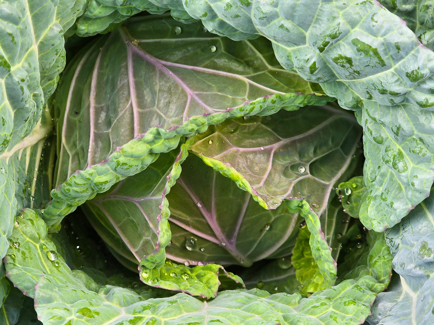 Purple Savoy Cabbage Seeds