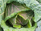 Purple Savoy Cabbage Seeds