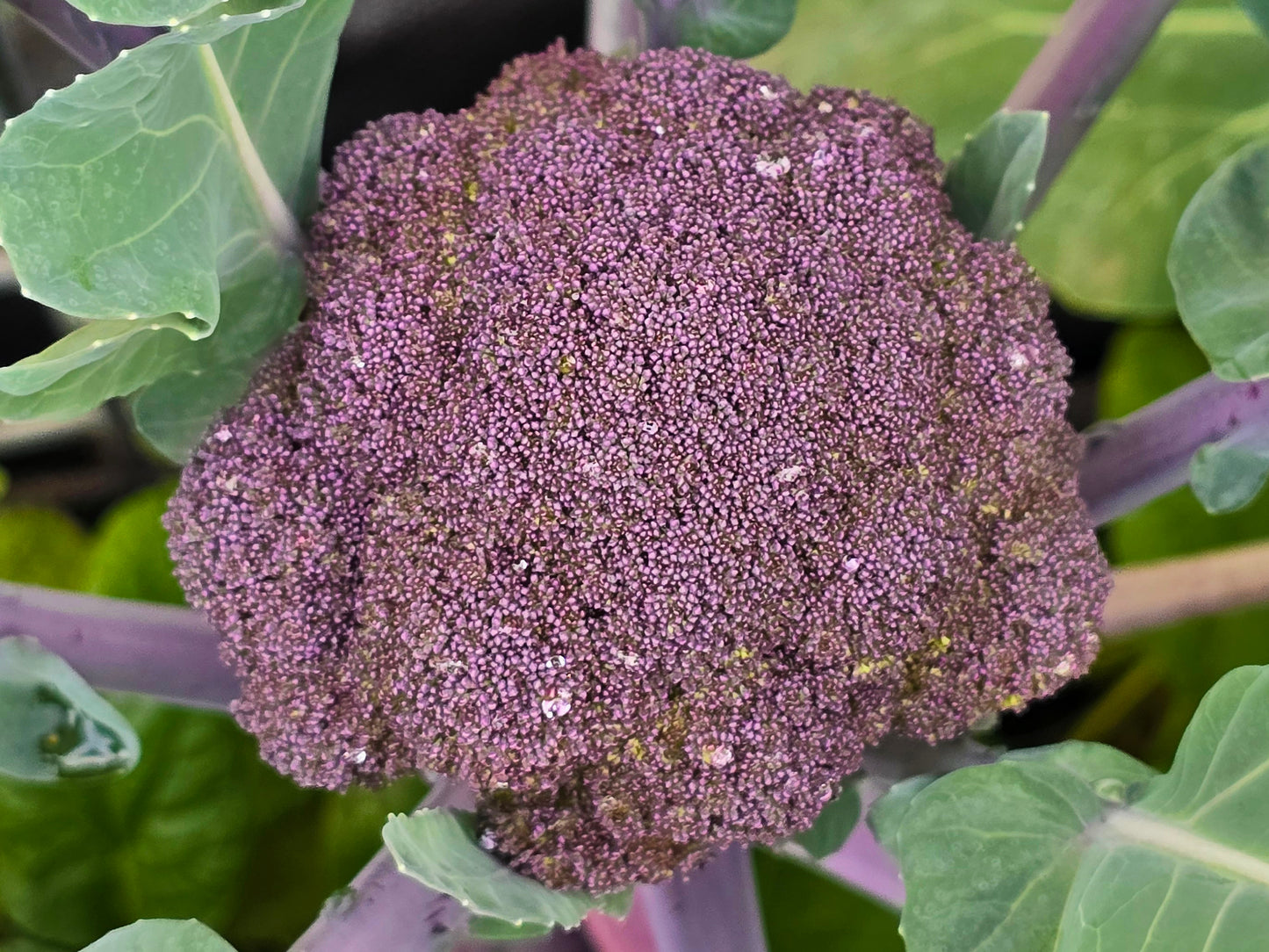 Purple Sprouting Broccoli Seeds