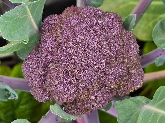 Purple Sprouting Broccoli Seeds