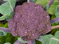 Purple Sprouting Broccoli Seeds