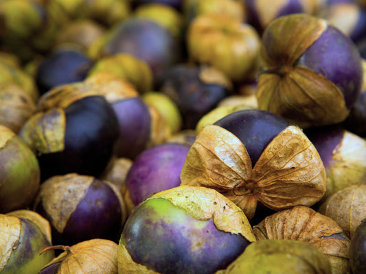 Purple Tomatillo Seeds