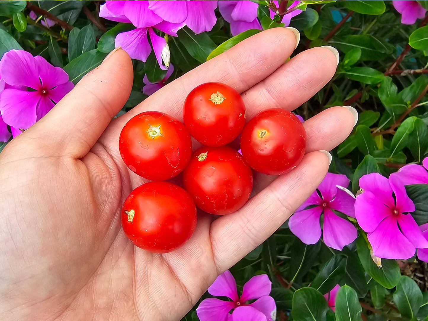 Pigmy Micro Dwarf Tomato Seeds