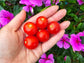 Pigmy Micro Dwarf Tomato Seeds