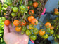 Pigmy Micro Dwarf Tomato Seeds