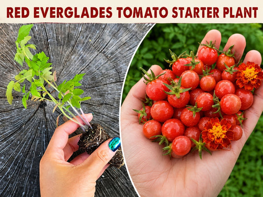 Starter Plant for RED Everglades Tomato