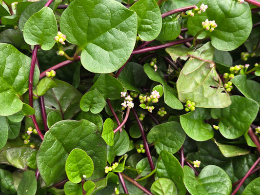 Red Malabar Spinach Seeds