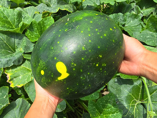 Red Moon and Stars Watermelon Seeds